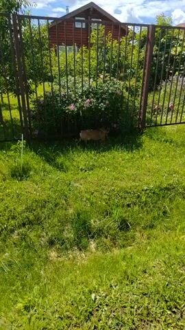 In a grassy yard under a bright, cloudy sky, a small, fawn-colored dog is sniffing around a rose bush. The dog, likely a French Bulldog, appears to be exploring the area near a metal fence. Behind the fence, a wooden house with a dark roof is visible, suggesting a rural or suburban setting. The time of day appears to be daytime, with ample sunlight casting shadows on the grass. The overall scene conveys a sense of peaceful, everyday life, with the dog enjoying its outdoor surroundings. No text is visible in the media file.