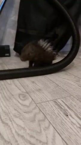 A baby porcupine walks along a black corrugated hose. The porcupine has dark fur and white quills on its back. The scene takes place indoors on a light-colored wooden floor. In the background, there is a dark fabric object and parts of a white appliance.