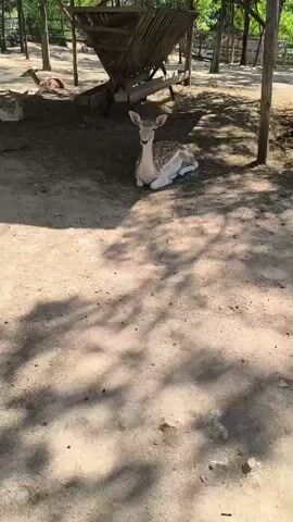 A deer is lying down and then gets up and eats from a person's hand. The scene is outdoors at a place that appears to be a zoo or wildlife sanctuary. The ground is dirt and there are trees in the background.