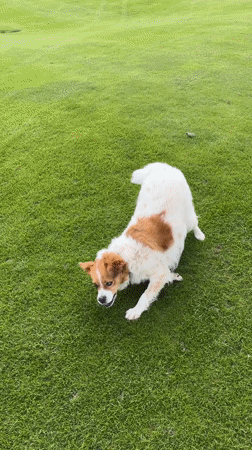 Dog plays in mountain field in Bansko, Bulgaria
