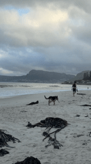 Dogs, surfers, and beachgoers at Muizenberg on a September afternoon