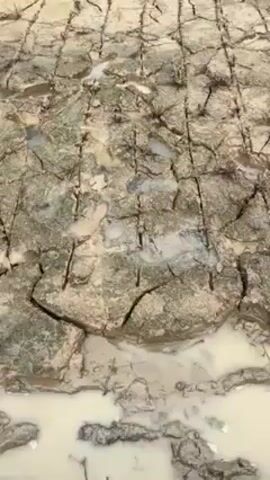 The video shows a muddy field being prepared for planting. The mud is cracked in a grid pattern and covered in puddles. Several men are working in the field, bending over and planting. The background shows trees and greenery. One man is walking across the field.