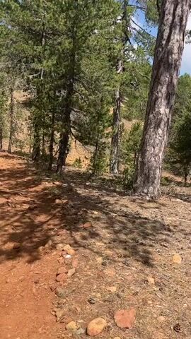A person's perspective of a dirt trail winding through a pine forest. The trail is reddish-brown and uneven, with rocks scattered on its surface. Sunlight filters through the dense pine trees, casting shadows on the ground. The terrain appears to be sloped, suggesting an incline or decline. The trees are tall and have green needles, with some showing signs of age and weathering. The overall atmosphere is natural and serene.