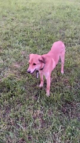 A tan dog stands in a grassy yard looking directly at the camera. The dog then turns and runs away. The camera follows, showing a blur of green grass and then a pink brick house with several windows. A young girl wearing a grey shirt and shorts runs towards the house, passing a black trash bag and a black hose lying on the grass. A woman in a bright pink top stands facing away from the camera, looking towards the girl.