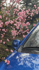 Spring blossoms bloom across Razgrad, Bulgaria streets