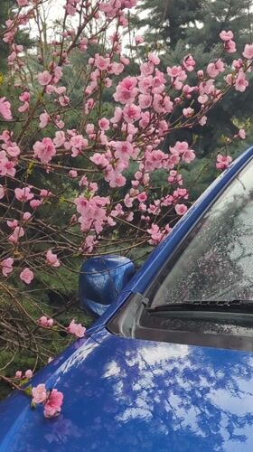 Spring blossoms bloom across Razgrad, Bulgaria streets