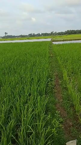 The video shows a path through a lush green rice paddy. The path is made of dirt and has some puddles of water on it. The rice plants are tall and healthy, and they are arranged in neat rows. In the background, there is a body of water, and beyond that, there are trees and a cloudy sky. There are a few white objects scattered throughout the rice paddy, which could be markers or scarecrows.