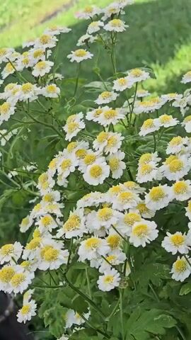 A close-up shot shows a bush filled with white and yellow flowers. The flowers are small, with delicate white petals and bright yellow centers. They are clustered together on green stems, with lush green leaves visible in the background. The lighting is bright and natural, suggesting an outdoor setting. There are no people or animals visible in the video. The camera slowly pans across the flowers, highlighting their beauty and abundance.
