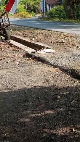 The video begins with a close-up shot of a roadside drainage ditch. A small, dark-colored object, possibly an animal, is partially visible within the ditch. To the left of the frame, a cart with a red and white flag is visible. The ground is covered with gravel and fallen leaves. In the background, a road and some vegetation are present. The camera appears to be handheld and the focus shifts slightly throughout the short clip.