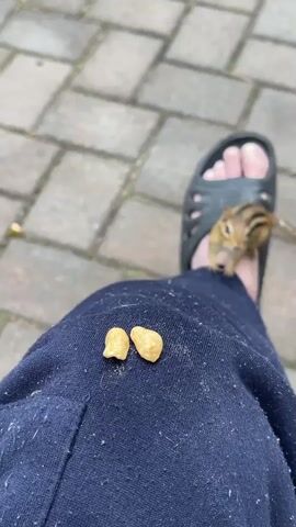 A close-up, top-down shot shows a person's knee, covered by navy blue fabric that is speckled with white dust or lint. On the fabric, directly in front of the knee, sit two small, light-colored food pieces. A chipmunk, with its characteristic stripes and alert expression, is positioned on the knee, slightly above and to the right of the food pieces. The chipmunk is looking directly at the camera. To the right of the chipmunk, a person's bare foot, clad in a black slide sandal, is visible. The background consists of a paved walkway with a repeating pattern of interlocking rectangular stones. The lighting suggests an outdoor setting during the day.