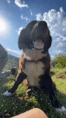 Pets photographed in Bulgarian town during afternoon hours