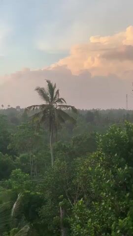 A wide-angle, vertical video begins with a view of a dense, lush green forest under a pale blue sky with soft, pink-tinged clouds. A lone palm tree stands tall in the mid-ground, its fronds swaying gently. In the distance, a hazy silhouette of more trees and buildings can be seen. As the video progresses, the camera pans slightly to the right, revealing more of the forest canopy. A tall, bare tree with a full crown of leaves becomes more prominent in the right mid-ground. The sky remains a soft blue with scattered, fluffy clouds tinged with the warm hues of sunset. The overall atmosphere is serene and tranquil. No people or animals are visible.