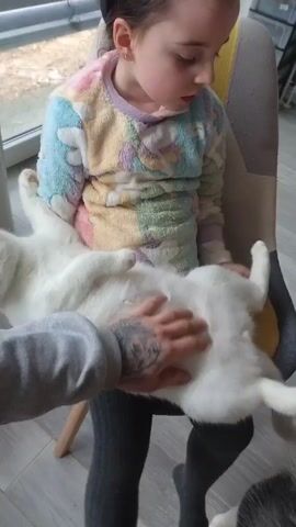 A young girl in a colorful patterned long-sleeved shirt and gray tights sits in a beige chair with yellow accents. An adult's hands, with visible tattoos, are gently petting a white cat lying upside down on the girl’s lap. The cat's belly is exposed as it relaxes. The floor appears to be light gray laminate. Natural light filters in, suggesting a room with a window. The atmosphere is calm and domestic.