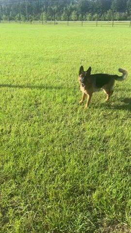 A German Shepherd dog stands in a grassy field, looking toward the camera. The dog is predominantly black and tan, with erect ears and a curved tail. The setting is an outdoor field with lush green grass. In the background, a line of trees and a fence can be seen, suggesting an open, possibly park-like or recreational area. The sky is bright and appears to be a clear day, indicating it's likely daytime, possibly morning or afternoon due to the quality of light and shadows. The dog appears alert and engaged, possibly waiting for a command or interaction. There is no visible text in the media.