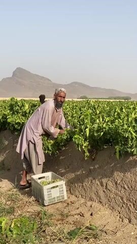 A man wearing a light purple tunic and gray pants is harvesting grapes in a field. He is crouching next to a crate filled with grapes and is reaching into a row of grapevines, picking more grapes. In the background, there are more grapevines, a barren mountain range, and a hazy sky. Another person is partially visible in the background, also working in the field. The ground is dry and dusty.