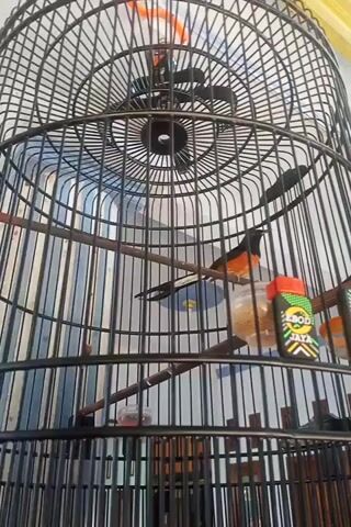 A black bird cage with a single black bird inside is shown. The bird is perched on a wooden dowel. There are two feeders attached to the cage, filled with birdseed. The cage is sitting on a white surface, and the background is out of focus.