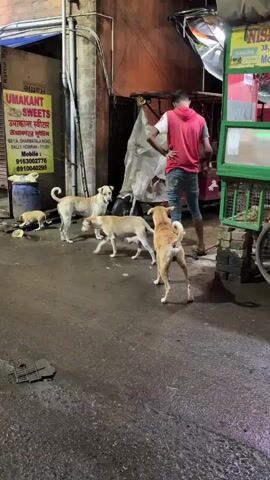 At night, several stray dogs are gathered in a dimly lit alleyway. A young man wearing a red hoodie and blue jeans stands near a food cart, appearing to interact with the dogs. One dog is eating from a pile of discarded food on the ground. Another dog is a puppy. A sign for "UMAKANT SWEETS" is visible on a building wall. The ground is wet, suggesting recent rain.