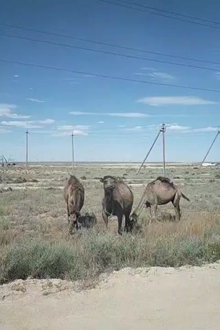A video shows three camels grazing in a dry, grassy field under a bright blue sky. The camels are brown and appear to be of the two-humped variety. They are standing in tall, dry grass and some scattered bushes. In the background, there are utility poles with wires running between them, suggesting the presence of infrastructure. The ground in the foreground is sandy and appears to be a dirt road or path. The overall environment looks arid and undeveloped.