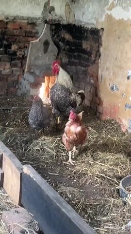 The video shows a rooster and three hens in a coop. The rooster is standing and crowing. One hen is standing and looking at the camera. Another hen is scratching in the straw. A third hen is partially visible behind the rooster. The coop is made of brick and has a dirt floor covered in straw. There is a wooden barrier in the foreground. The scene appears to be outdoors, with natural light illuminating the area.