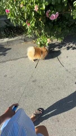The video shows a person walking a fluffy, light brown Pomeranian dog on a leash. The dog is small and has a bushy tail. The walk is taking place outdoors on an asphalt path, bordered by a sidewalk and lush green bushes with pink flowers. The sun is shining brightly, casting long shadows on the ground, suggesting it is late afternoon. The sky is a clear, vibrant blue, indicating good weather.

The person's legs and lower torso are visible in the foreground, wearing striped blue and white shorts and sandals. They are holding a blue object, likely the handle of the dog's leash. The dog is walking ahead of the person, sniffing the ground near the flowering bushes. The scene appears to be a residential or suburban area, given the presence of the sidewalk and manicured plants.

In the background of the second and third clips, glimpses of buildings and utility poles can be seen, along with other people walking in the distance. The overall mood is relaxed and pleasant, capturing a simple moment of a daily walk with a pet on a sunny day. There is no visible text in the video.