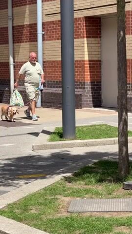 A bald white man with a beard walks a light brown dog on a leash outdoors. He is wearing a light green t-shirt, beige shorts, and blue and white sneakers. He is carrying a white shopping bag in his left hand and the dog's leash in his right hand. The dog is a medium-sized breed with floppy ears and is wearing a red and black harness. They are walking on a sidewalk next to a grassy area and a brick building. There is a tree in the foreground of the video. The man is looking forward and appears to be walking at a moderate pace. The dog is looking down at the grass.
