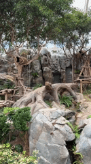 Panda filmed in tree enclosure at Hong Kong zoo