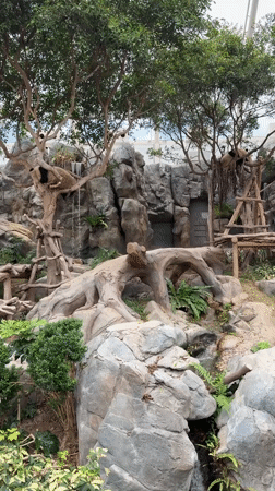 Panda filmed in tree enclosure at Hong Kong zoo