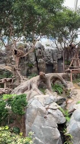 Panda filmed in tree enclosure at Hong Kong zoo