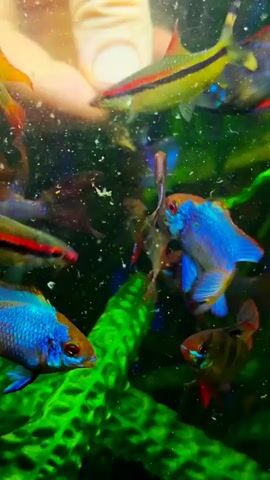 A hand is visible feeding small fish in a brightly lit aquarium. The fish, of various colors including blue, orange, and black, swim around a prominent green plant. Particles float in the water, indicating the feeding process.