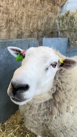 The video shows a close-up view of a white sheep in a pen. The sheep has a green tag in its left ear and a yellow tag in its right ear. The green tag is marked "2023" and "07674". The sheep looks directly at the camera. It turns its head to the right, revealing the texture of its fleece. In the background are bales of hay and sections of a metal enclosure. The camera moves to show the sheep's back and rear.