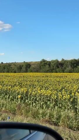 The video shows a sunflower field under a clear blue sky with scattered white clouds. In the foreground, there is a glimpse of a black car's side mirror and the edge of the car's body. The field of sunflowers stretches out into the distance, with some green vegetation in front of it. In the middle ground, a single utility pole stands tall amidst the sunflowers. The background consists of a treeline and rolling hills. The camera appears to be moving, possibly from inside a vehicle, as indicated by the car parts in the foreground.