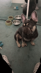 French bulldog explores indoor room, investigates objects and toys