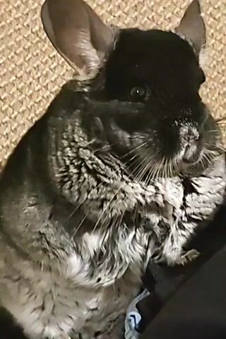 The video shows a close-up shot of a chinchilla. The chinchilla has dark fur on its head and face, with lighter gray fur on its body. Its ears are large and prominent. The chinchilla is looking directly at the camera with its eyes open. The background appears to be a textured surface, possibly carpet or a blanket, in a neutral color. The lighting is dim, creating a soft focus effect. The chinchilla remains still throughout the short clip.