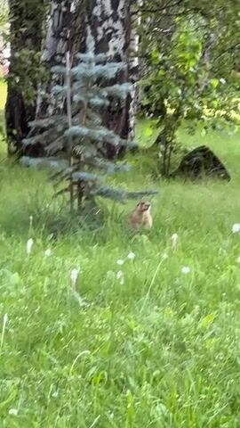 The video shows a marmot standing upright in tall green grass. The marmot is light brown and facing left. A small blue spruce tree is to the left of the marmot, and a large birch tree is behind the spruce. Green foliage and trees are in the background, with some white dandelion seed heads scattered in the grass. The scene appears to be outdoors in a grassy, wooded area.