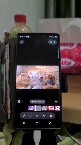 Video editing session features footage of a white cat gathering