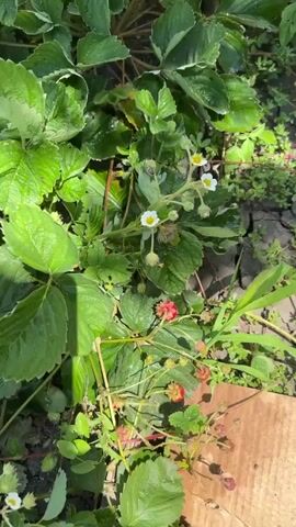 A hand is shown holding a ripe red strawberry. The strawberry is small and plump with visible seeds on its surface. The hand is lightly grasping the stem of the strawberry. In the background, there is a strawberry plant with green leaves and several white flowers with yellow centers. There are also some unripe green strawberries and developing fruit visible on the plant. The ground beneath the plant appears to be dry soil with some small weeds or grass growing. The lighting suggests it is daytime and outdoors.