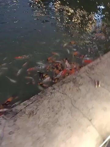 This video shows a school of koi fish in a pond next to a concrete walkway. The fish are mostly orange and white with some black markings. They are swimming near the edge of the pond, where a person wearing a light blue shirt is sitting and appearing to interact with them. The water reflects lights from what appears to be a nearby building.