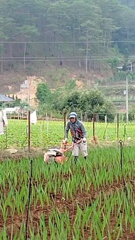 A farmer is operating a rototiller in a field of long, thin green plants. The farmer is wearing a light blue cap, glasses, a patterned long-sleeved shirt, and dark-colored shorts. The rototiller is orange. The field is surrounded by a simple fence made of posts and wire. In the background, there's a hillside with trees, and a few houses are visible. Clothes hang on a line near the edge of the field. The weather appears overcast.