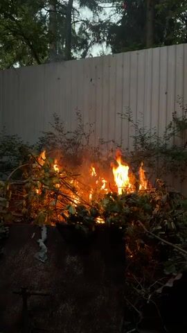 A fire burns in a pile of branches and leaves next to a corrugated metal fence. The fire is a bright orange and yellow, with smoke rising into the air. Some of the burning debris is being blown around by the wind. In the background, there are trees and a cloudy sky.