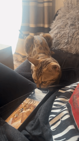 Cat examines ancient Egyptian artwork on smartphone in Bradford