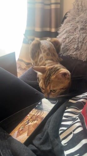 Cat examines ancient Egyptian artwork on smartphone in Bradford