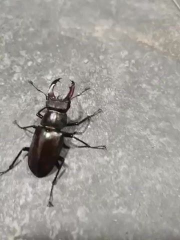 A stag beetle, identifiable by its large mandibles, is shown from a top-down perspective on a textured, gray surface. The beetle is dark brown to black, with visible legs and antennae. Its mandibles are raised, appearing to be in a defensive or threatening posture. The surface beneath the beetle is uneven and appears to be made of concrete or a similar material. The lighting is dim, casting shadows from the beetle onto the surface. The video is shot handheld and is slightly shaky. No other creatures or people are visible.