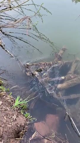 A still shot depicts a body of water, likely a pond or lake, with murky water partially obscuring submerged logs and branches. Some vegetation, including sparse grass and thin, bare branches, borders the water's edge. The scene appears to be set in a natural environment, possibly a wooded area, given the presence of the wood debris in the water. The light is diffused, contributing to the low visibility in the water and a generally somber or neutral tone. The video is static, offering no action or interaction within the frame.