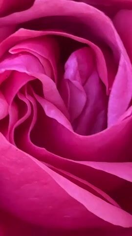 The video shows a close-up of a pink rose. The camera zooms out to reveal the entire flower in a garden setting. Green leaves are visible in the background.