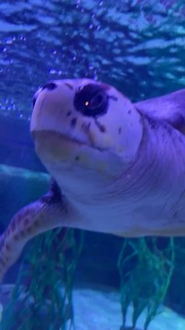 The video features a close-up shot of a turtle swimming in an aquarium. The turtle's head is the main focus, showing its mottled skin and distinctive eyes. The water is blue, and bubbles float upwards. Green plants are visible in the background. There is background chatter of people's voices, including children.