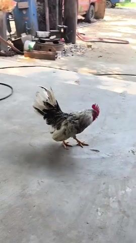 Two roosters stand facing each other in a dusty outdoor area. The rooster on the left is predominantly grey and black with a red comb. The rooster on the right is lighter in color with brown and white feathers. In the background, there is a red truck, some industrial equipment, and lush green foliage. The ground is made of concrete and dirt.