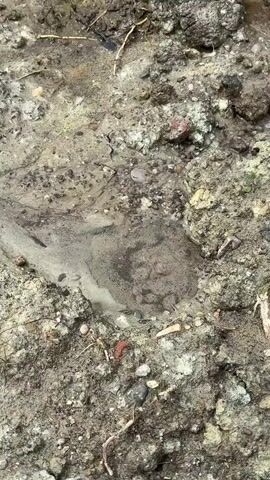 The video shows a close-up, overhead view of a shallow puddle of muddy water on a textured, earthy surface. The water is murky and has a cloudy, silty appearance. Within the puddle, indentations are visible in the mud, suggesting that something was pressed into the ground. These indentations appear to form a circular pattern with smaller circular shapes within, possibly representing a footprint or a series of impressions. The surrounding ground is composed of dirt, small pebbles, and some scattered organic debris such as twigs and dried leaves. The lighting is subdued, indicating an overcast or shaded environment. The camera is positioned directly above the scene, providing a clear and detailed view of the puddle and its contents.