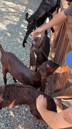 Goats hand-fed through a fence at an Orenburg enclosure