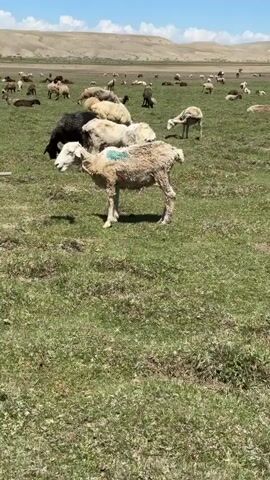 A sunny daytime video shows a flock of sheep grazing in a vast green field in Kara-Koo, Kyrgyzstan. The sky is bright blue with scattered white clouds. In the background, gently sloping, arid hills are visible.

Numerous sheep of varying colors, including white, black, and brown, are spread across the field. Many appear to have recently been shorn, with patchy or short wool. Some sheep are actively grazing, heads down in the grass, while others are lying down resting.

In the foreground, a light-colored sheep with a distinct turquoise mark on its back is prominent, steadily grazing on the short green grass. Other sheep are visible around it, also grazing. The overall scene depicts a tranquil pastoral setting.
