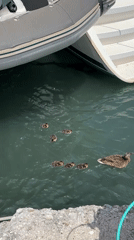 Wildlife encounters captured at Fethiye harbor during morning hours